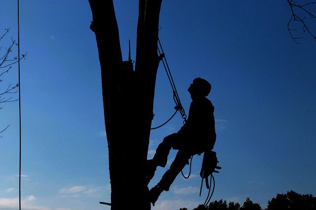 Deadwood Removal & Tree Trimming
